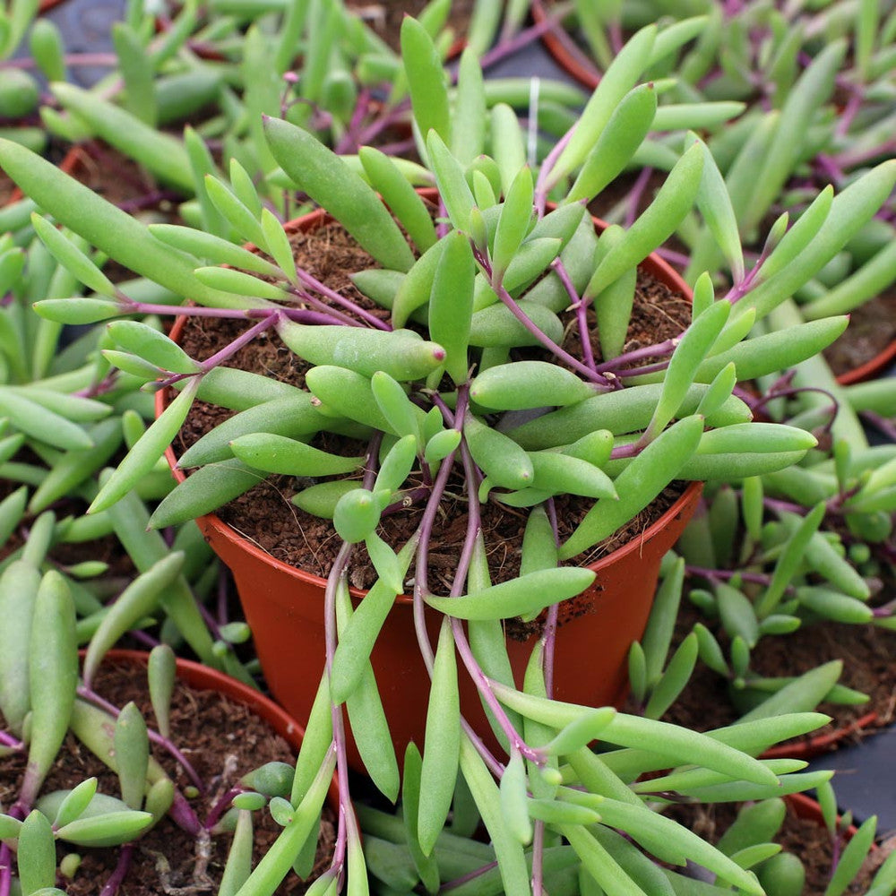 Othonna capensis 'Ruby Necklace' [large]
