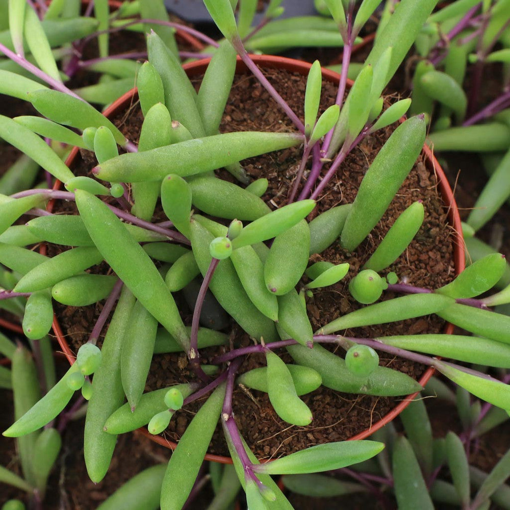 Othonna capensis 'Ruby Necklace'
