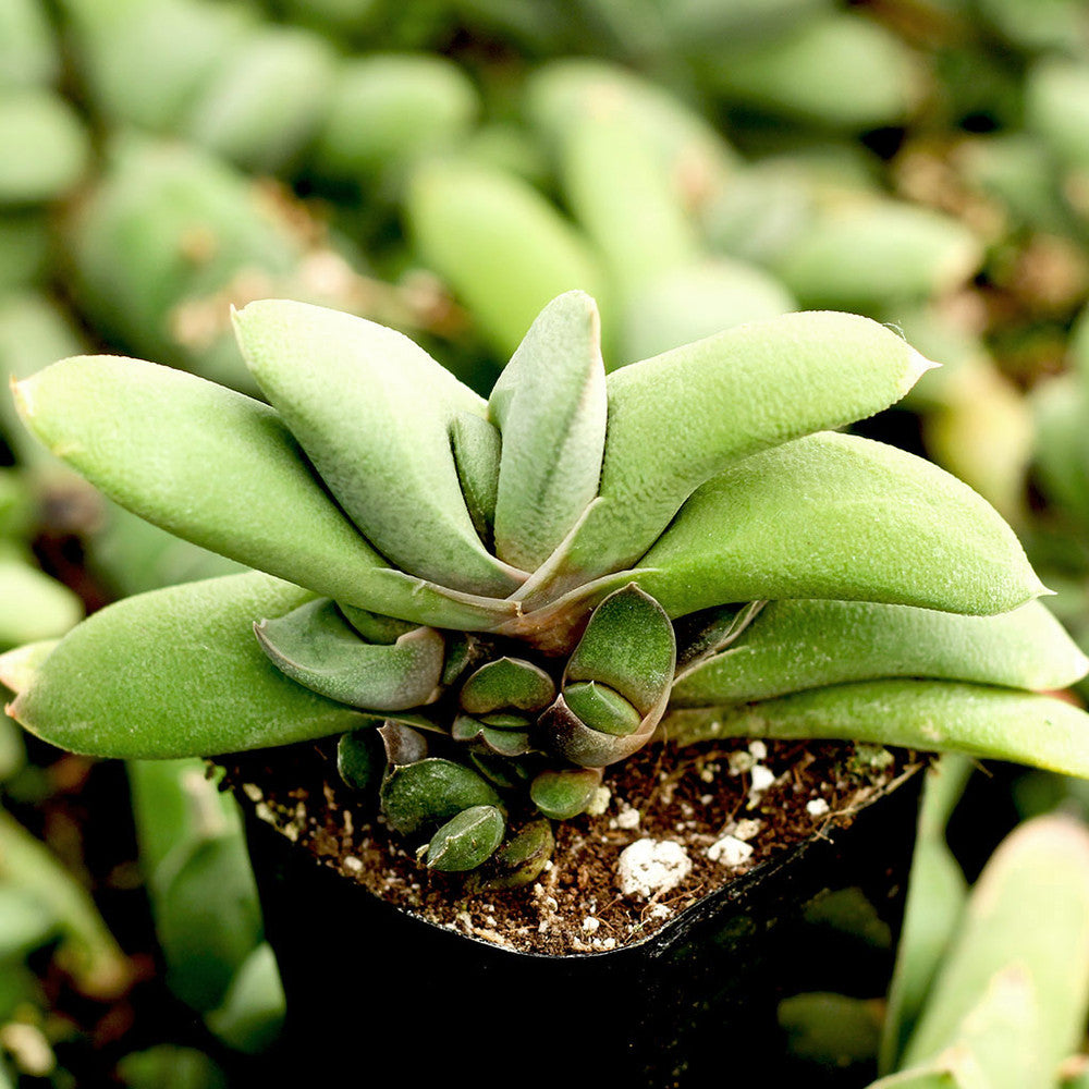Gasteria glomerata - Ox Tongue