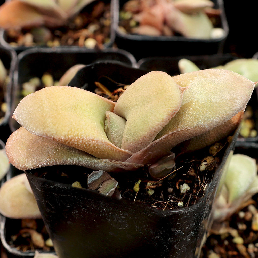 Gasteria glomerata - Ox Tongue