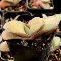 Gasteria glomerata - Ox Tongue