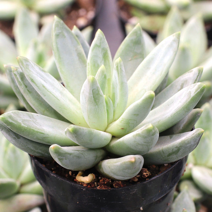 Pachyveria 'Bea' [large]