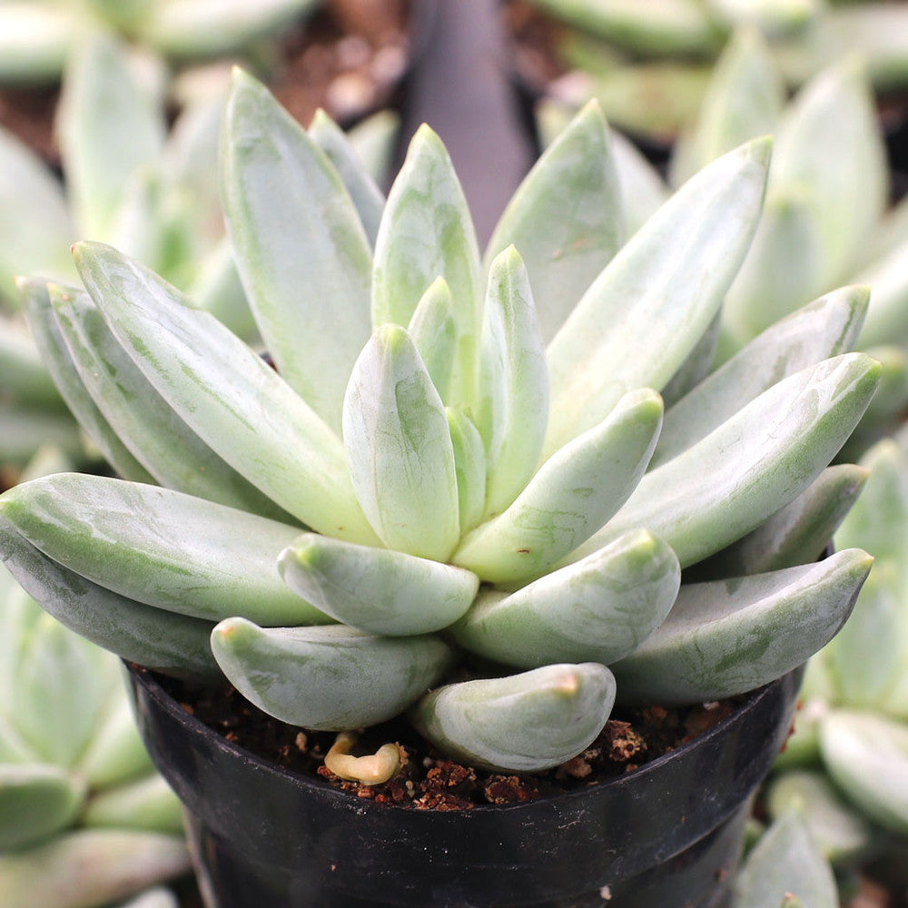 Pachyveria 'Bea'