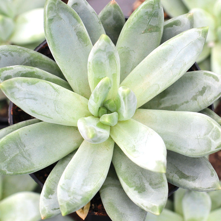 Pachyveria 'Bea' [large]