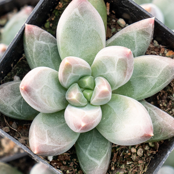 Pachyveria 'Bea' [large]