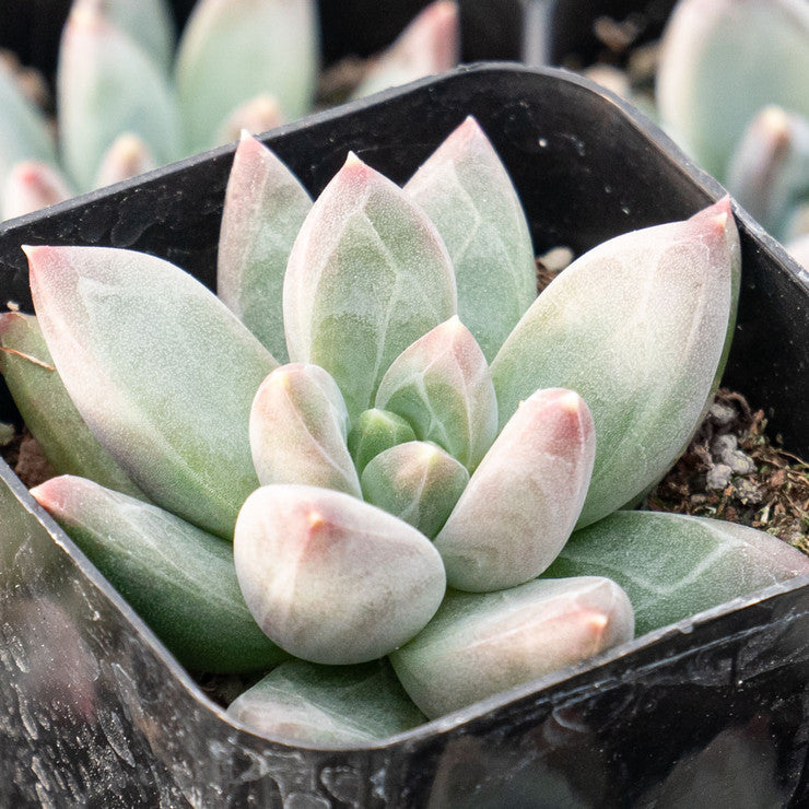 Pachyveria 'Bea' [large]