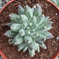 Pachyphytum compactum - Little Jewel [large]