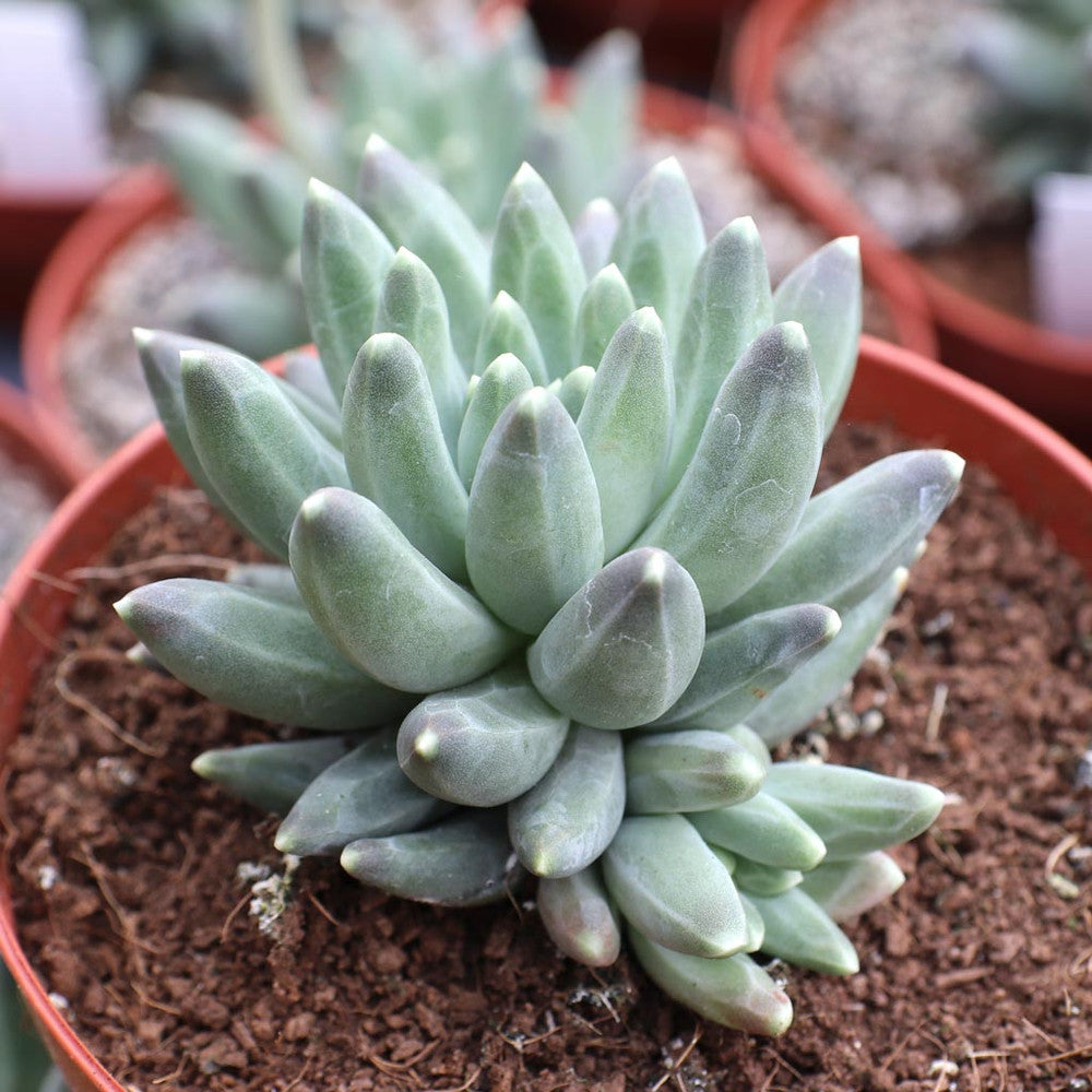 Pachyphytum compactum - Little Jewel [large]