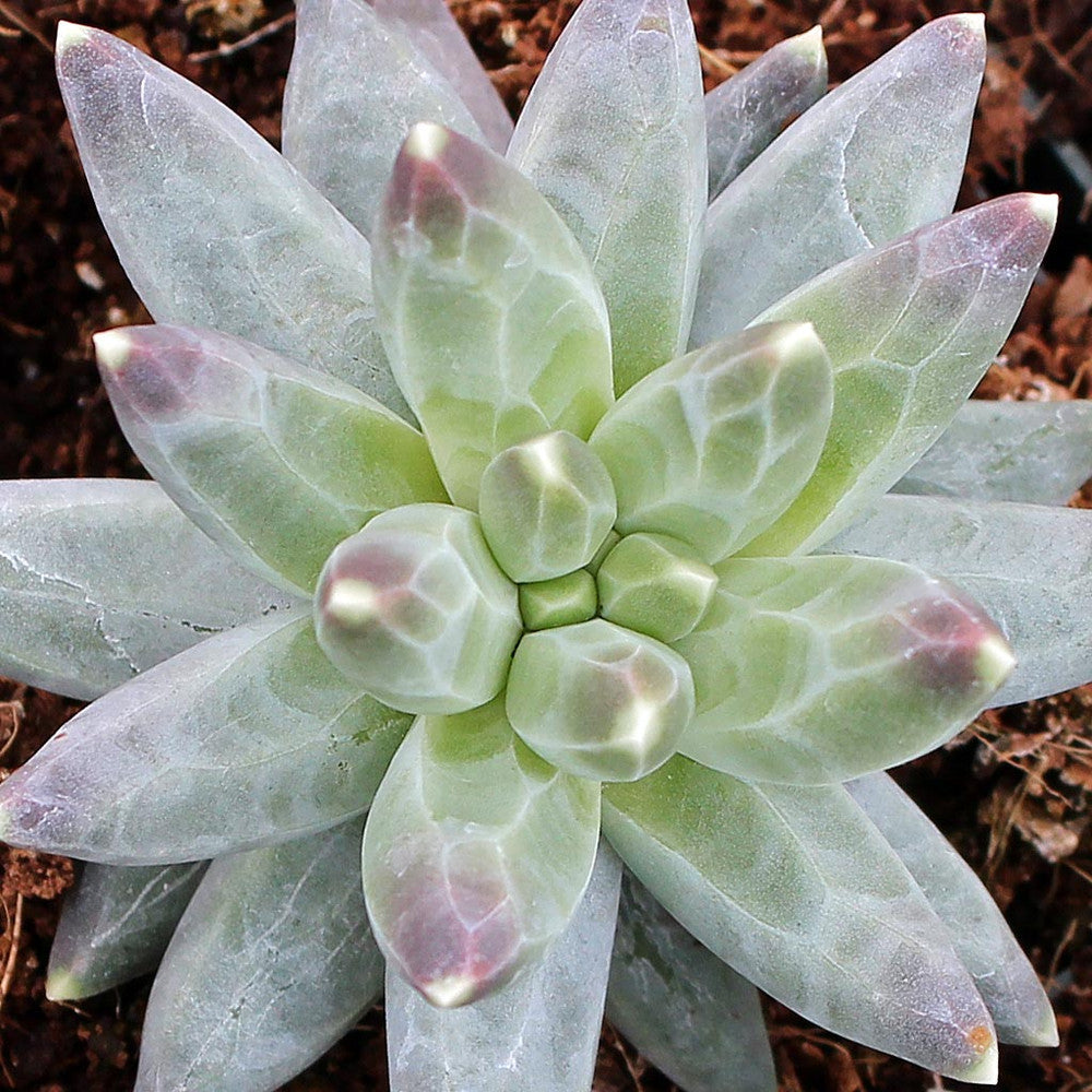 Pachyphytum compactum - Little Jewel