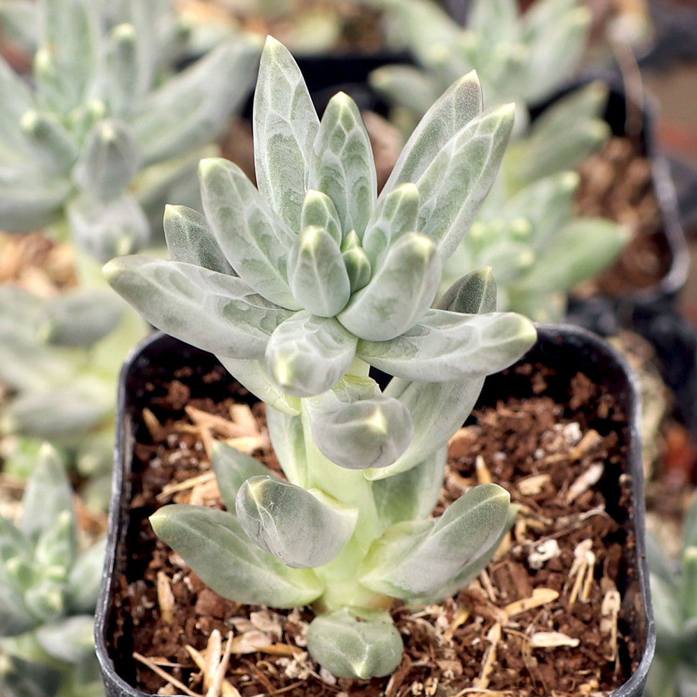 Pachyphytum compactum - Little Jewel