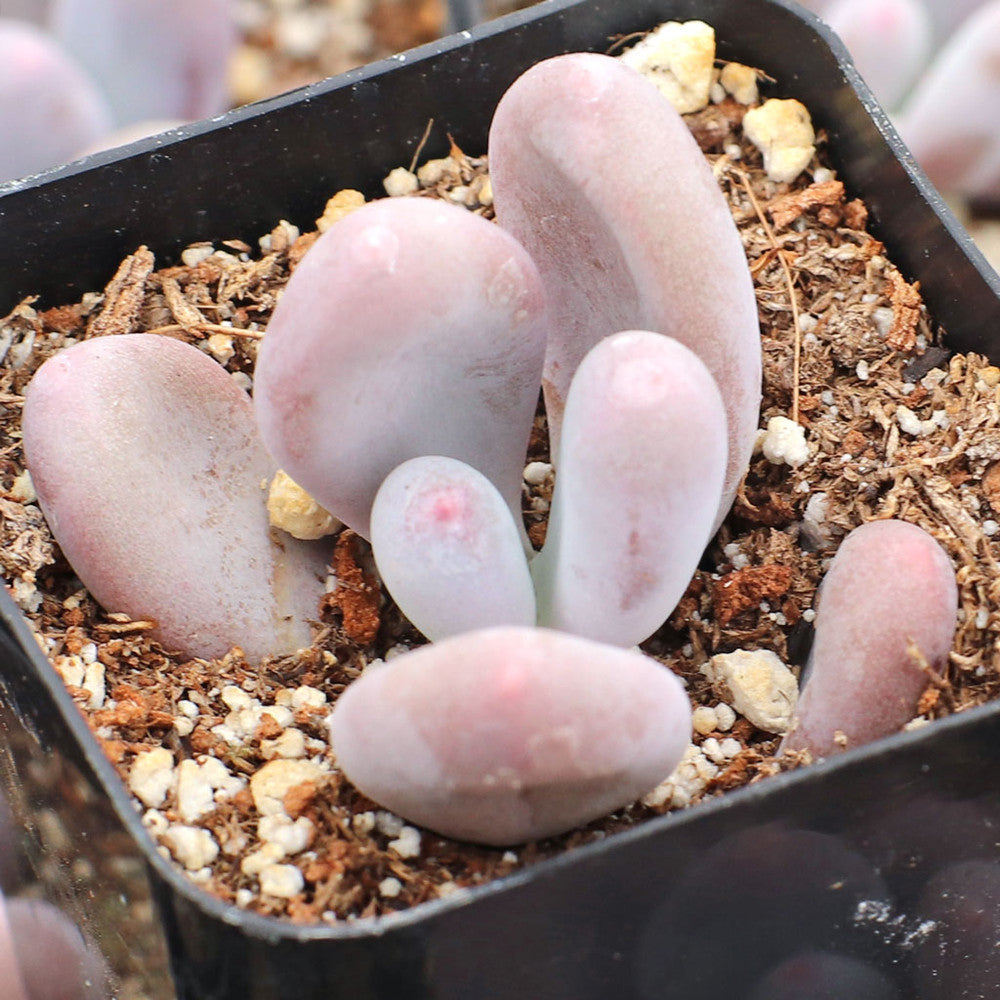 Pachyphytum glutinicaule
