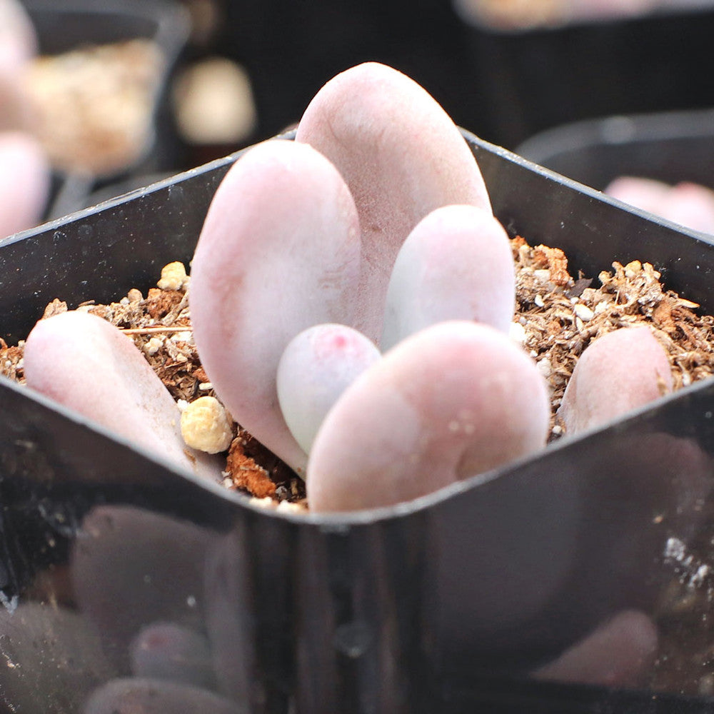 Pachyphytum glutinicaule