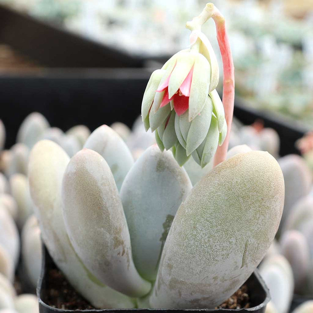 Pachyphytum glutinicaule