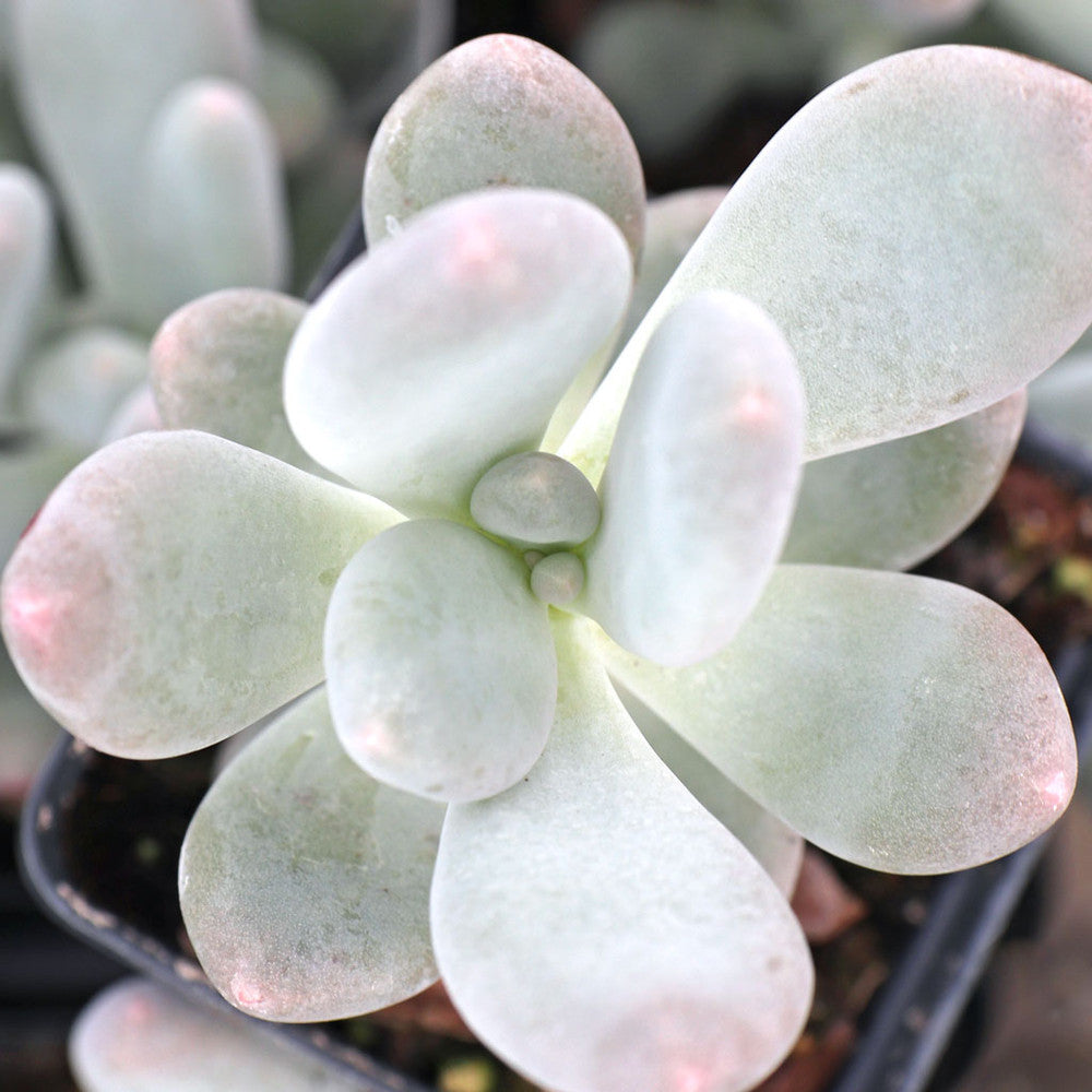 Pachyphytum 'Blue Haze'