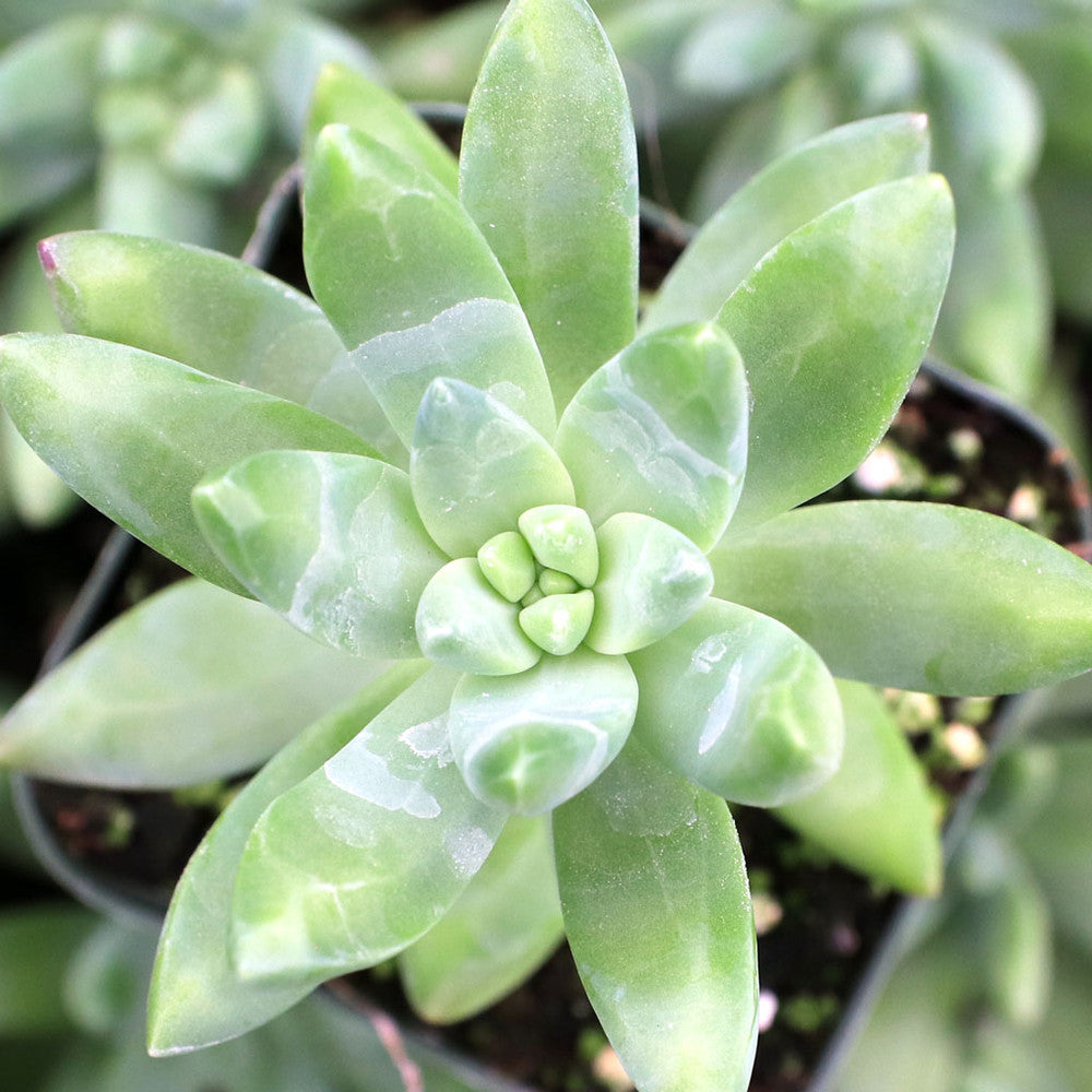 Pachysedum 'Frank Venz'