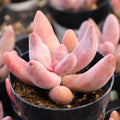 Pachysedum 'Ganzhou'
