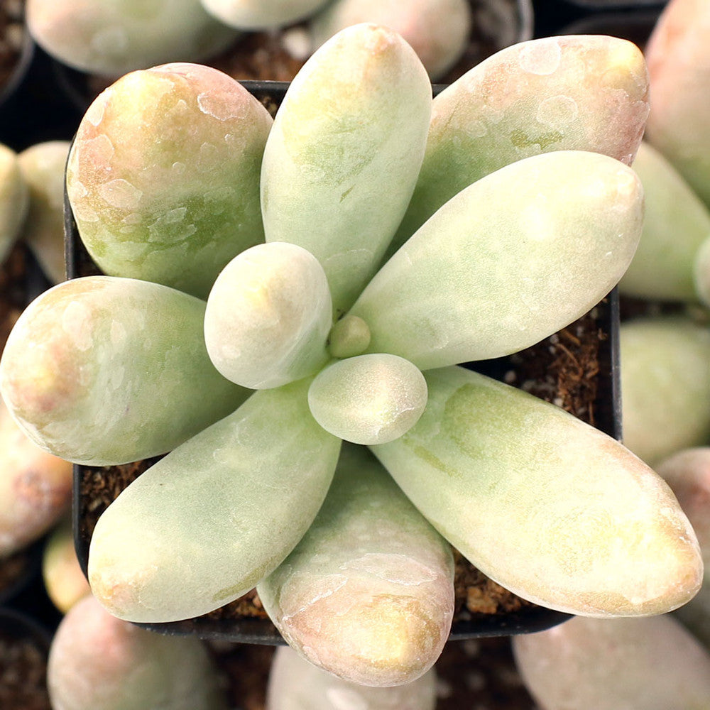 Pachysedum 'Ganzhou'
