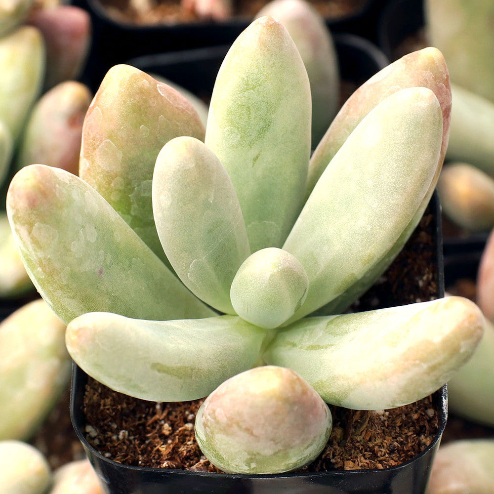 Pachysedum 'Ganzhou'