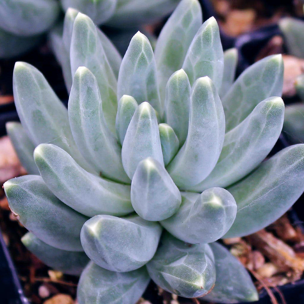 Pachyphytum compactum - Little Jewel