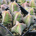 Crassula capitella ssp. thyrsiflora - Pagoda Village