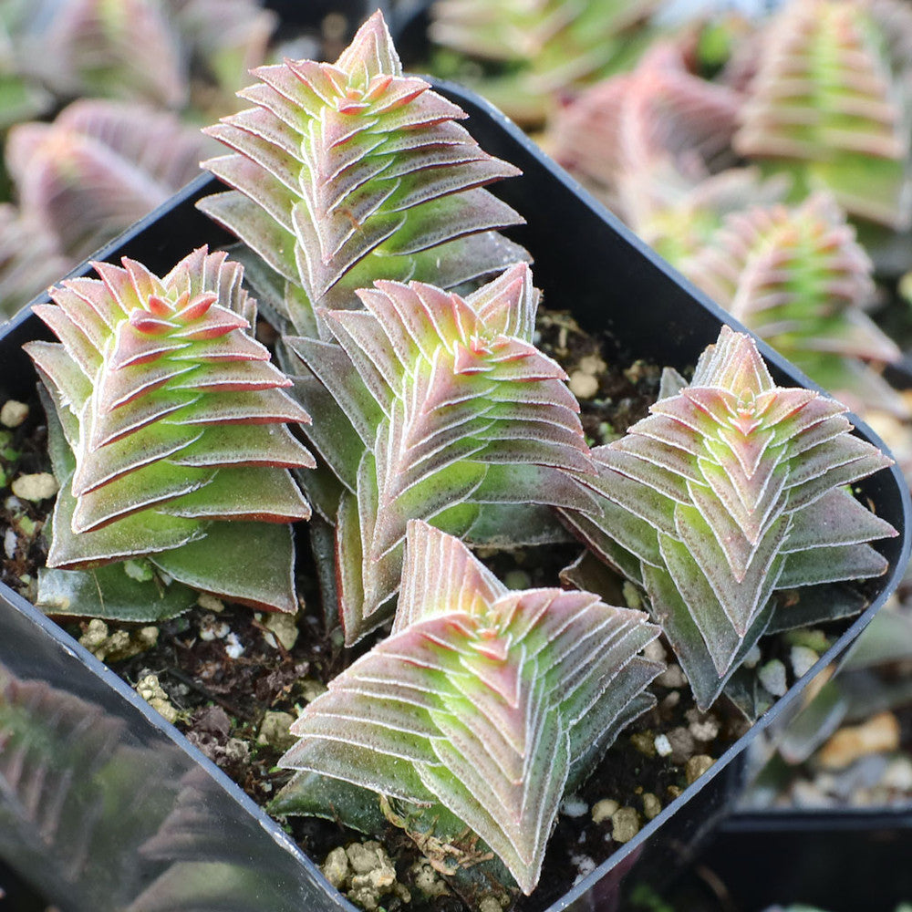 Crassula capitella ssp. thyrsiflora - Pagoda Village