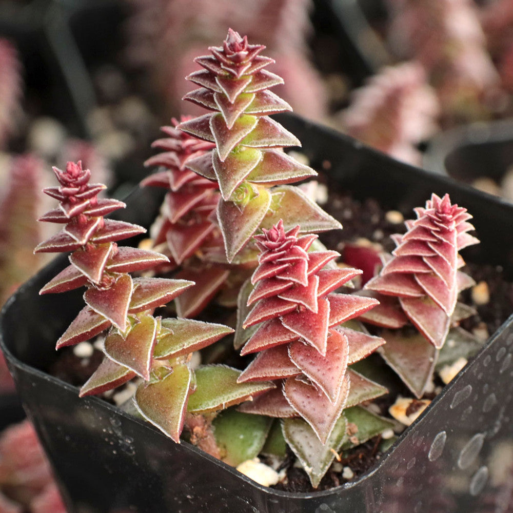 Crassula capitella ssp. thyrsiflora - Pagoda Village