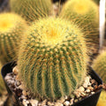 Parodia leninghausii - Golden Ball Cactus