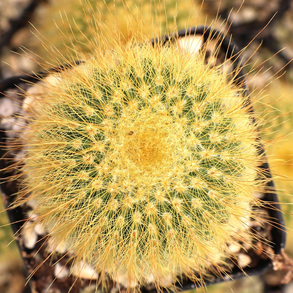Parodia leninghausii - Golden Ball Cactus