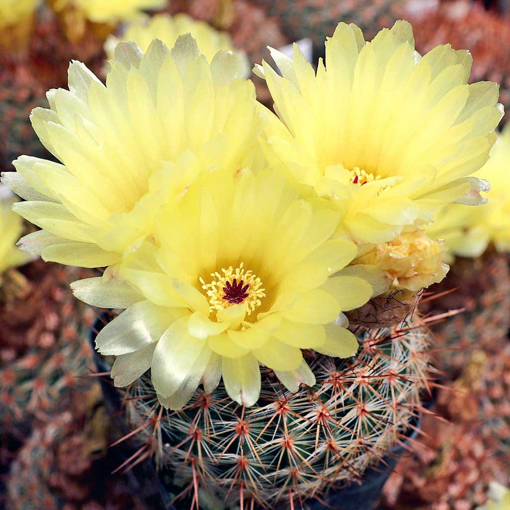 Parodia erubescens