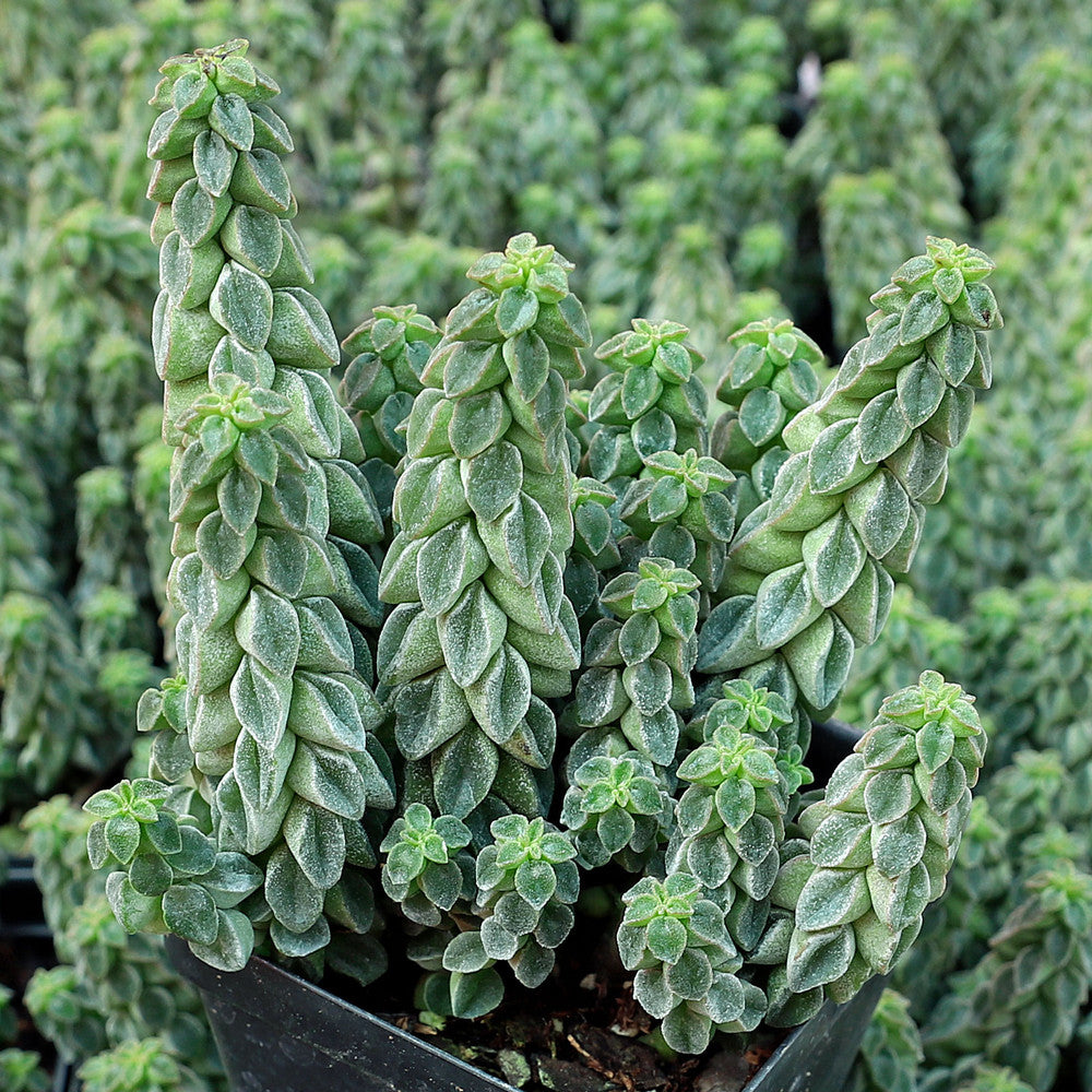 Peperomia columella