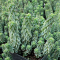 Peperomia columella