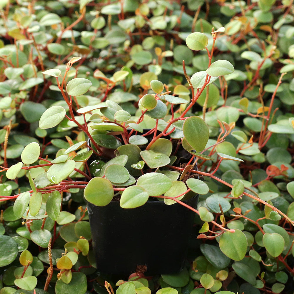 Peperomia 'Pepperspot' - String of Coins