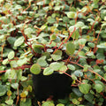 Peperomia 'Pepperspot' - String of Coins