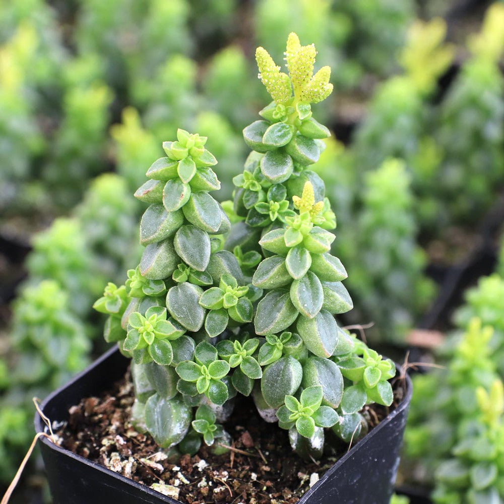 Peperomia columella