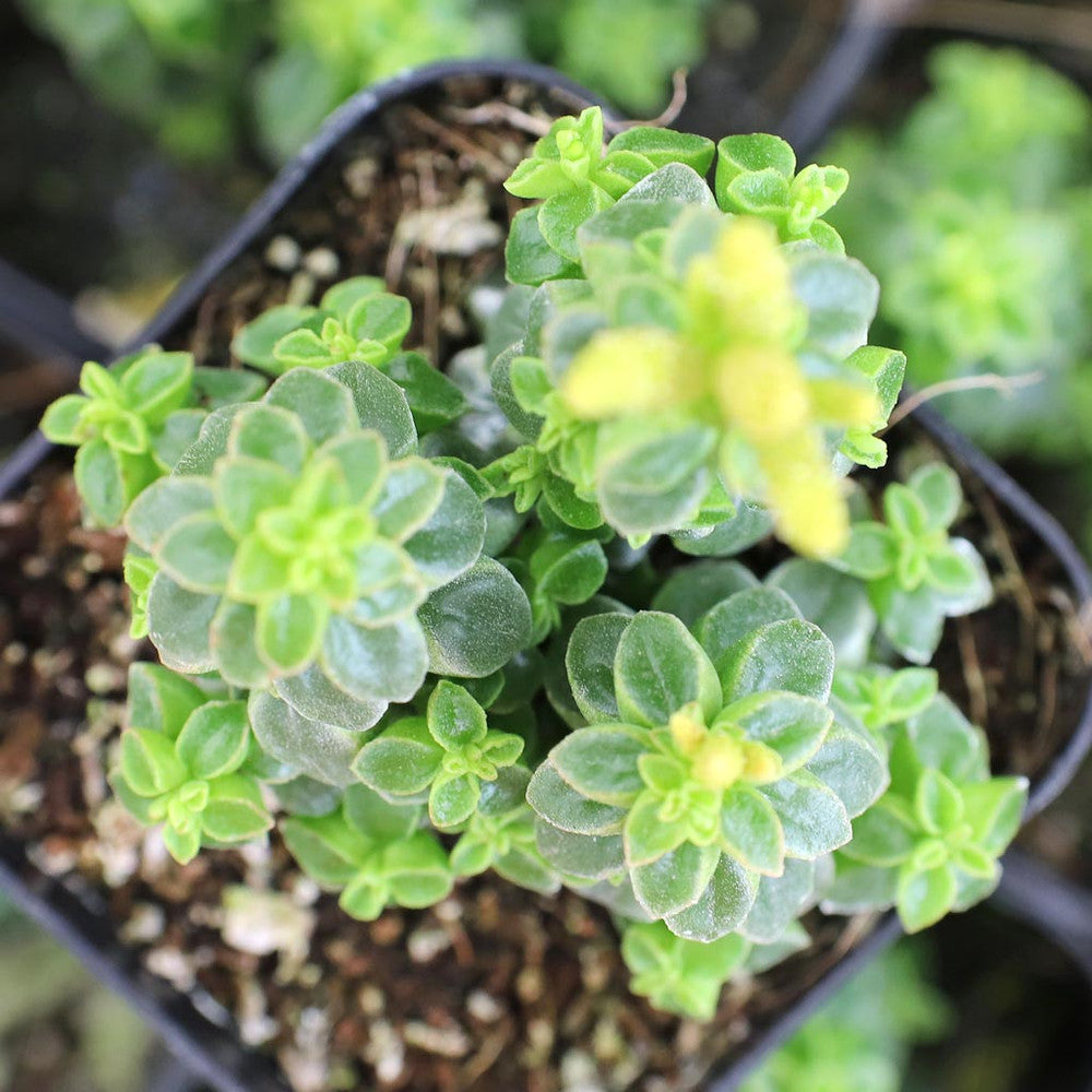 Peperomia columella