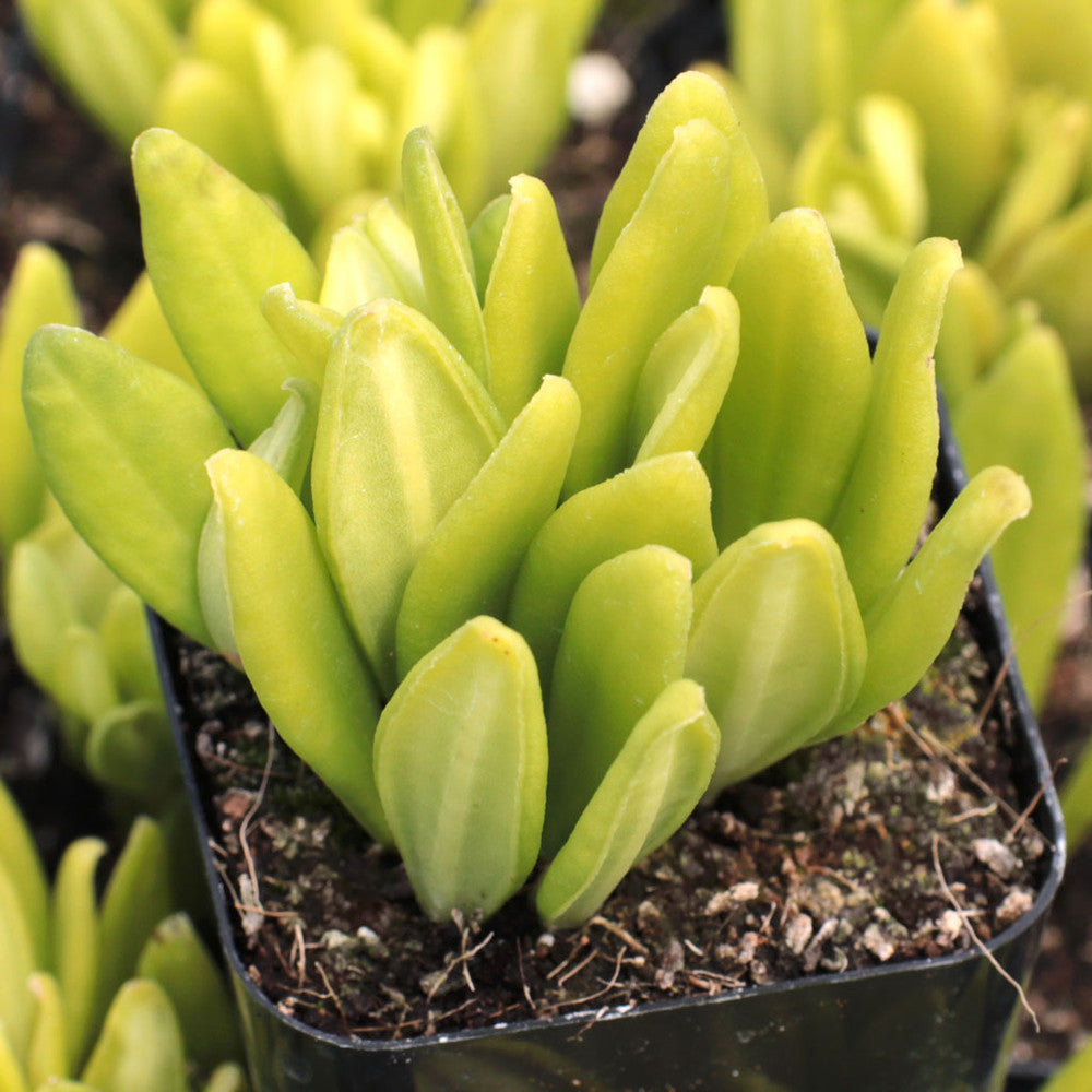 Peperomia kimnachii