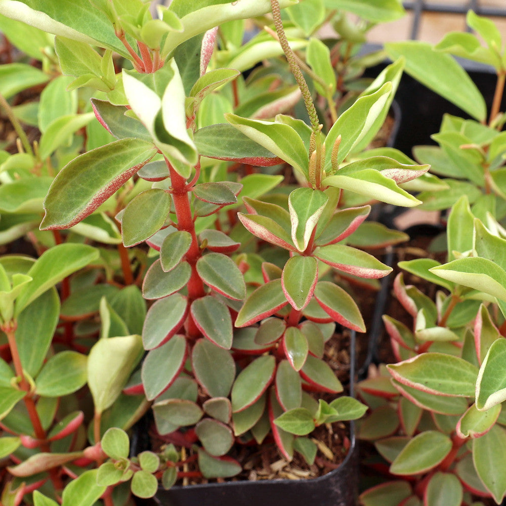 Peperomia verticillata 'Red Log'