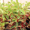 Peperomia verticillata 'Red Log'