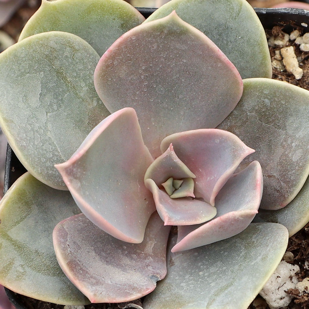 Echeveria 'Perle von Nurnberg'