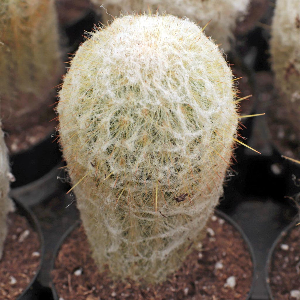 Espostoa melanostele - Peruvian Old Lady Cactus [large] [bare root]