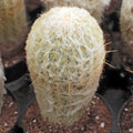 Espostoa melanostele - Peruvian Old Lady Cactus [large] [bare root]