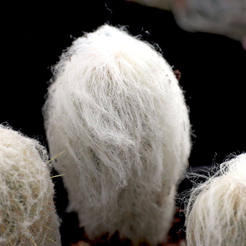 Espostoa melanostele - Peruvian Old Lady Cactus [large] [bare root]