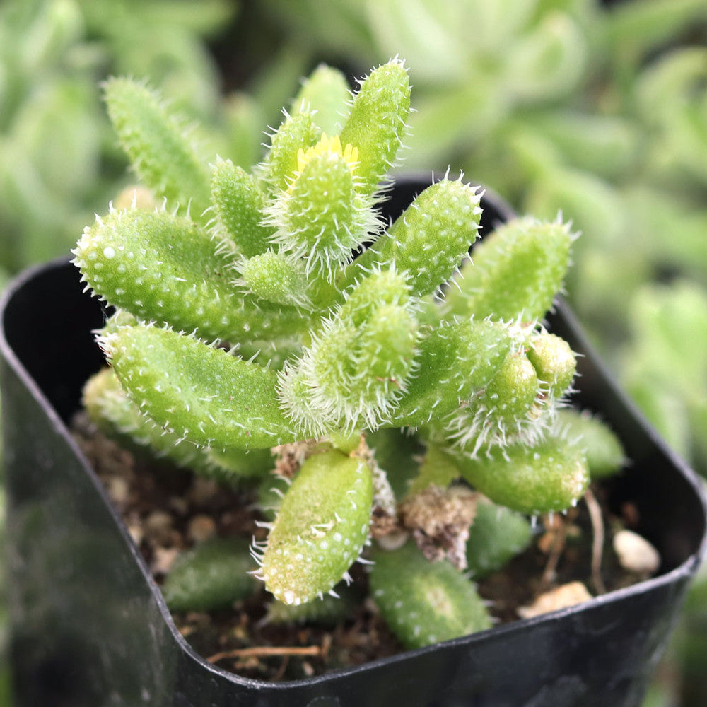 Delosperma echinatum - Pickle Plant