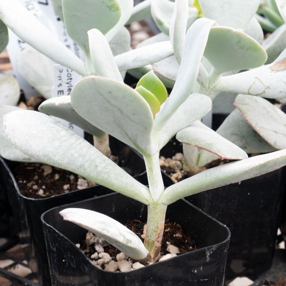 Cotyledon orbiculata - Pig's Ear