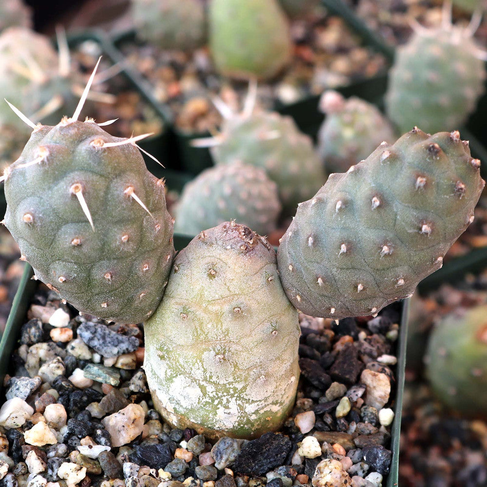 Tephrocactus articulatus var. inermis - Pine Cone Cactus [large] [bare root]