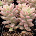 Sedeveria 'Pink Granite'