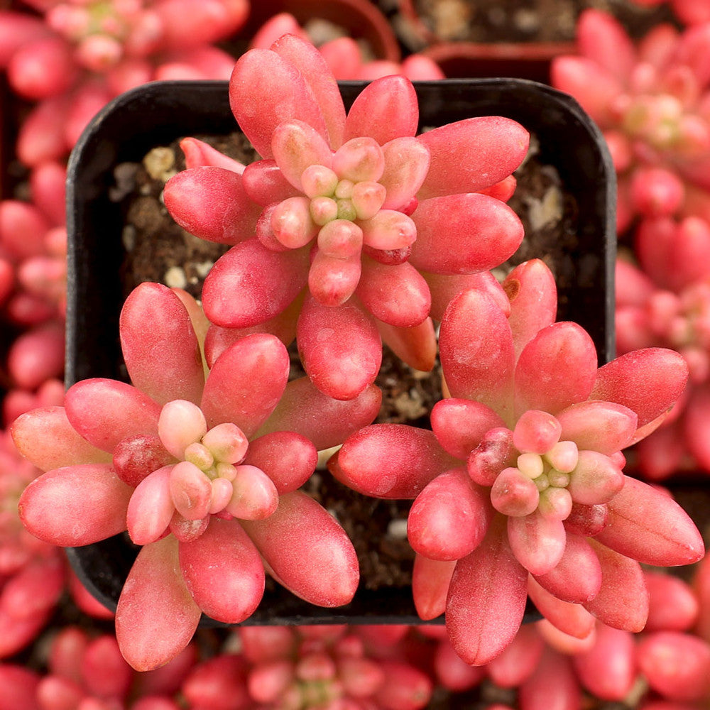Sedum rubrotinctum 'Aurora' - Pink Jelly Bean