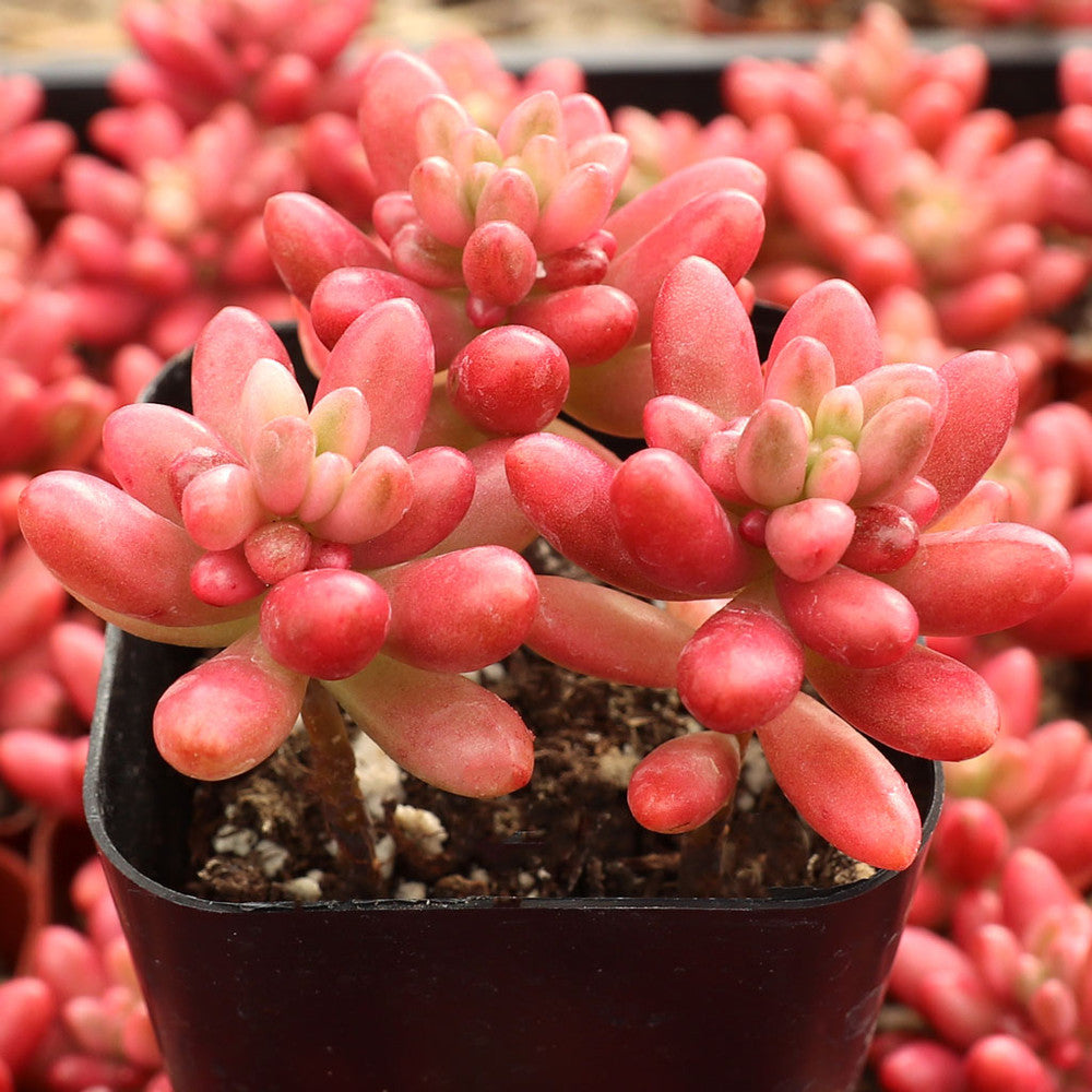 Sedum rubrotinctum 'Aurora' - Pink Jelly Bean