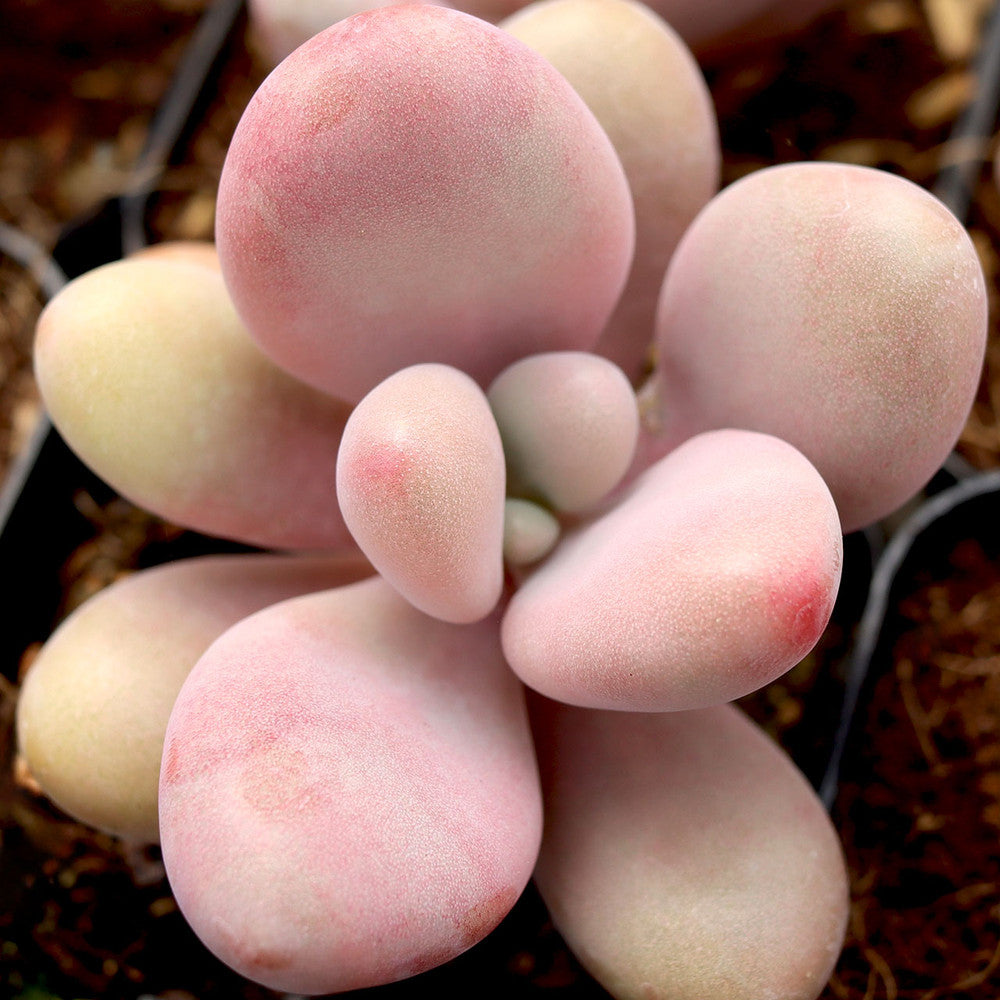Pachyphytum oviferum - Pink Moonstone [large]