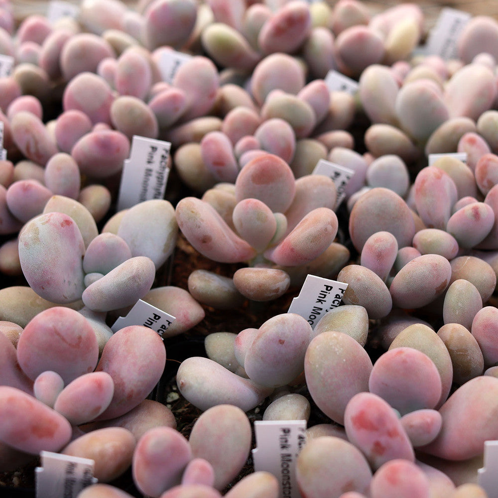 Pachyphytum oviferum - Pink Moonstone [large]